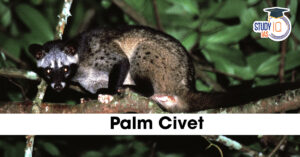 Palm Civet