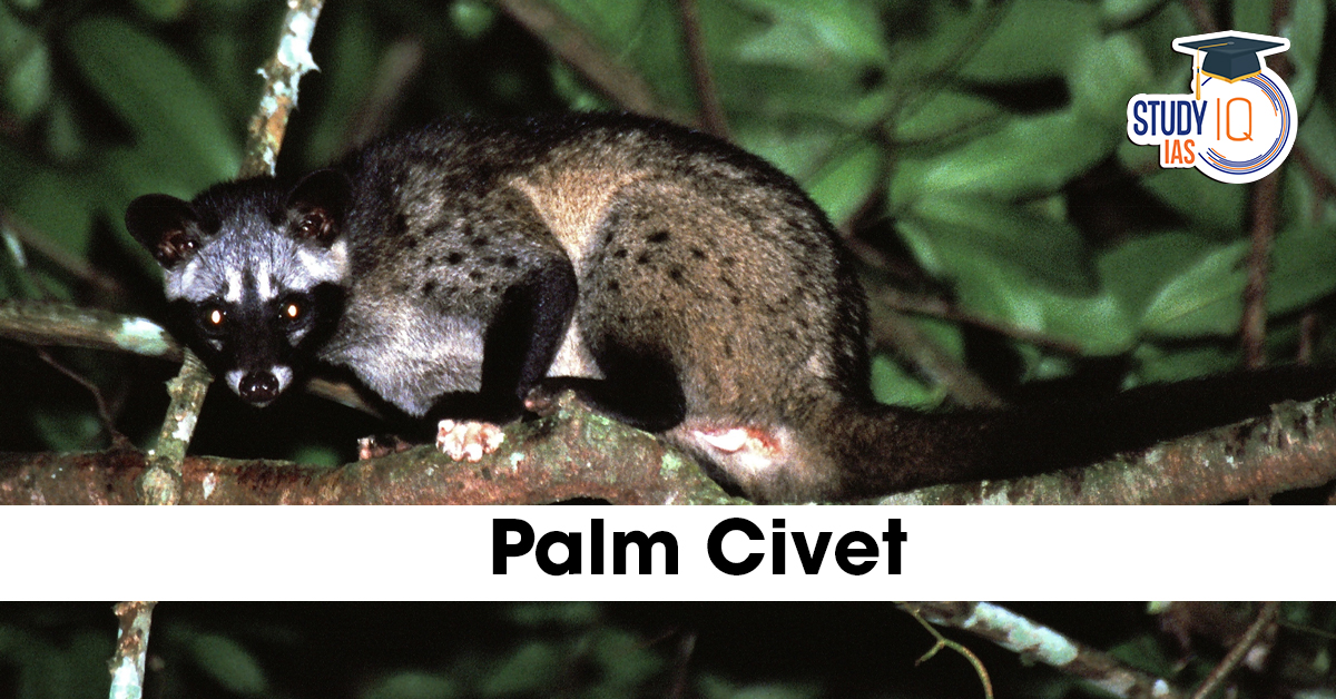 Palm Civet