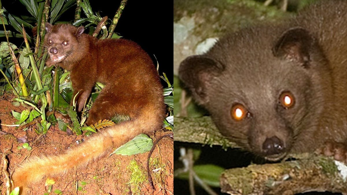Palm Civet