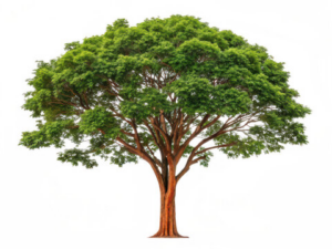 Indian Rosewood Faces Threat After Expiration of Tamil Nadu Rosewood ...