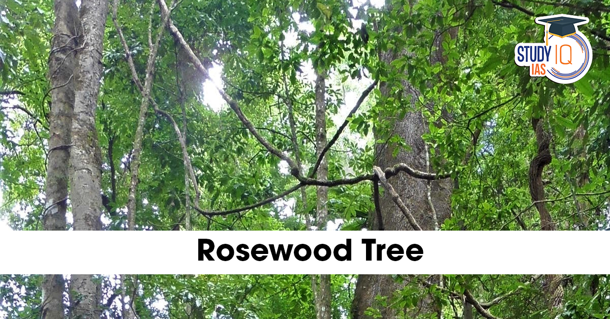 Indian Rosewood