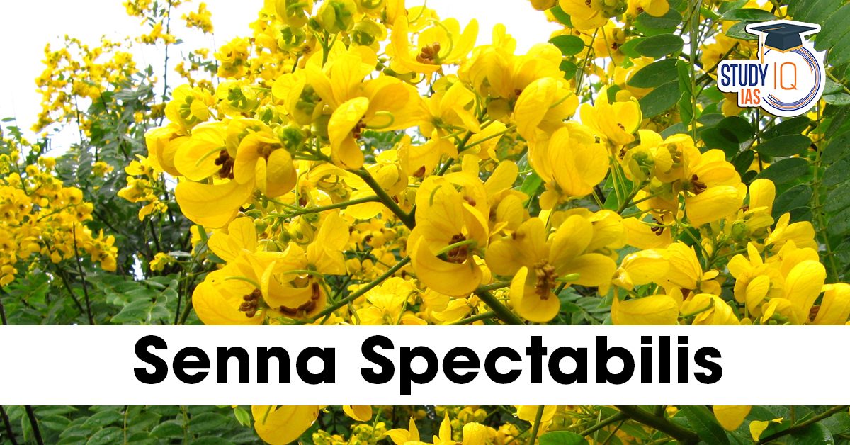 Senna Spectabilis