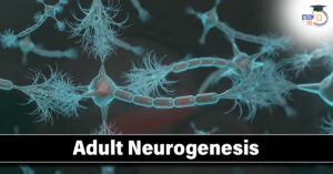 Adult Neurogenesis
