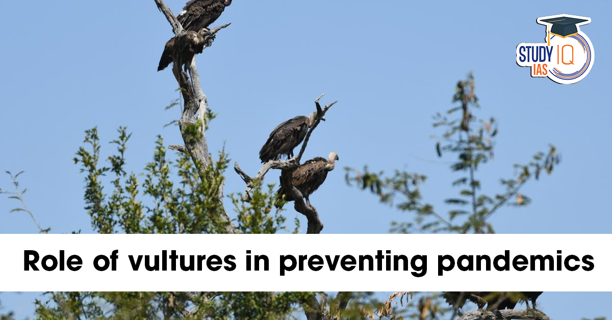 Role of Vultures in Preventing Pandemics