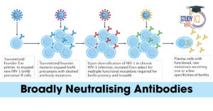Broadly Neutralising Antibodies
