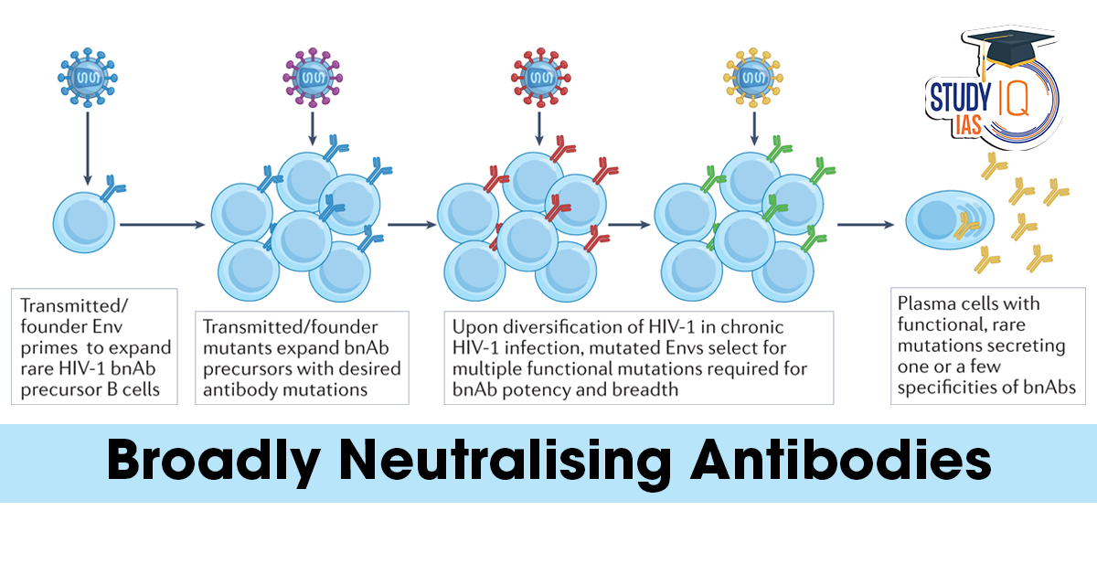 Broadly Neutralising Antibodies