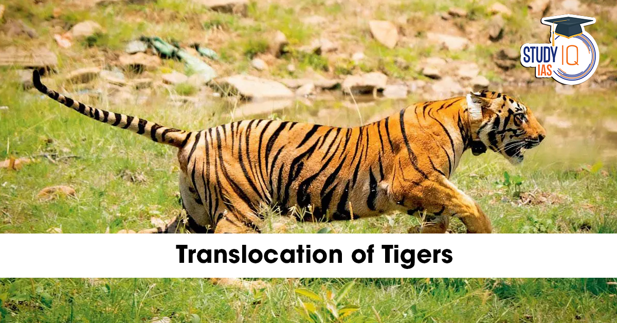Translocation of Tigers