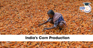 Corn Production In India