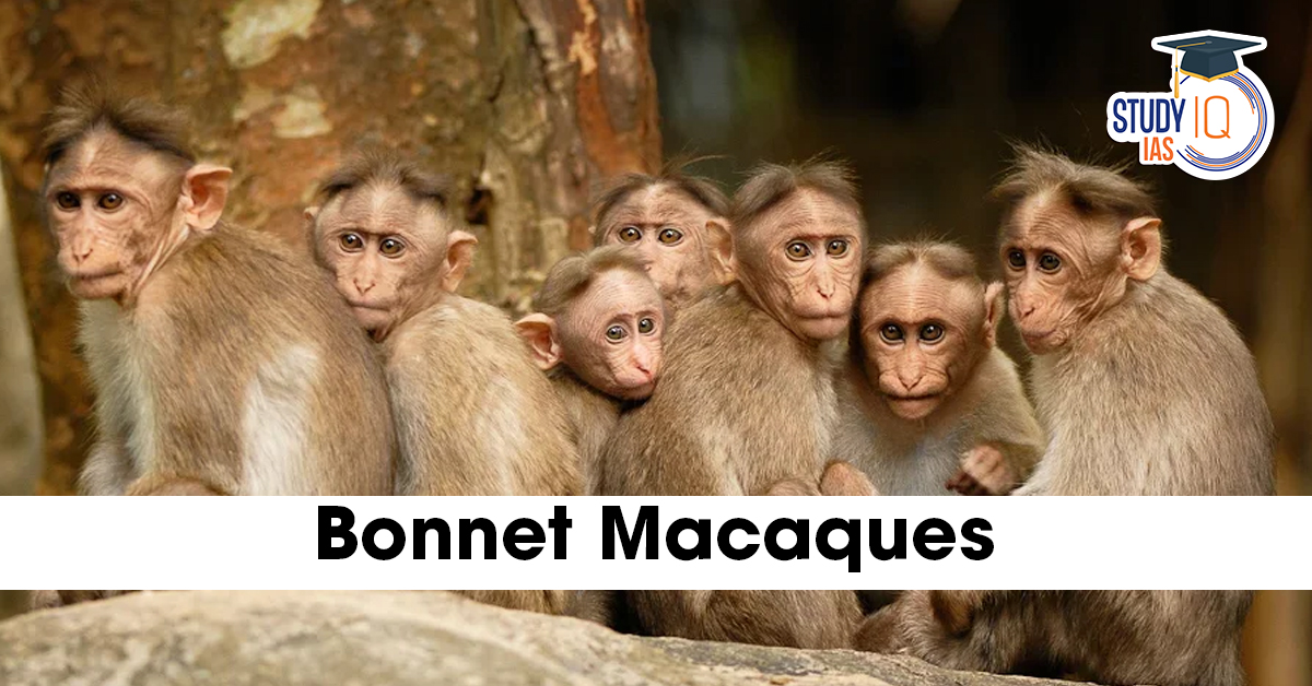 Bonnet Macaques