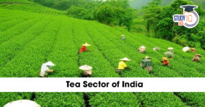 India’s Tea Sector – Opportunities and Challenges