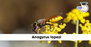 Anagyrus lopezi: The Parasitic Wasp That Saved South India’s Tapioca Crops