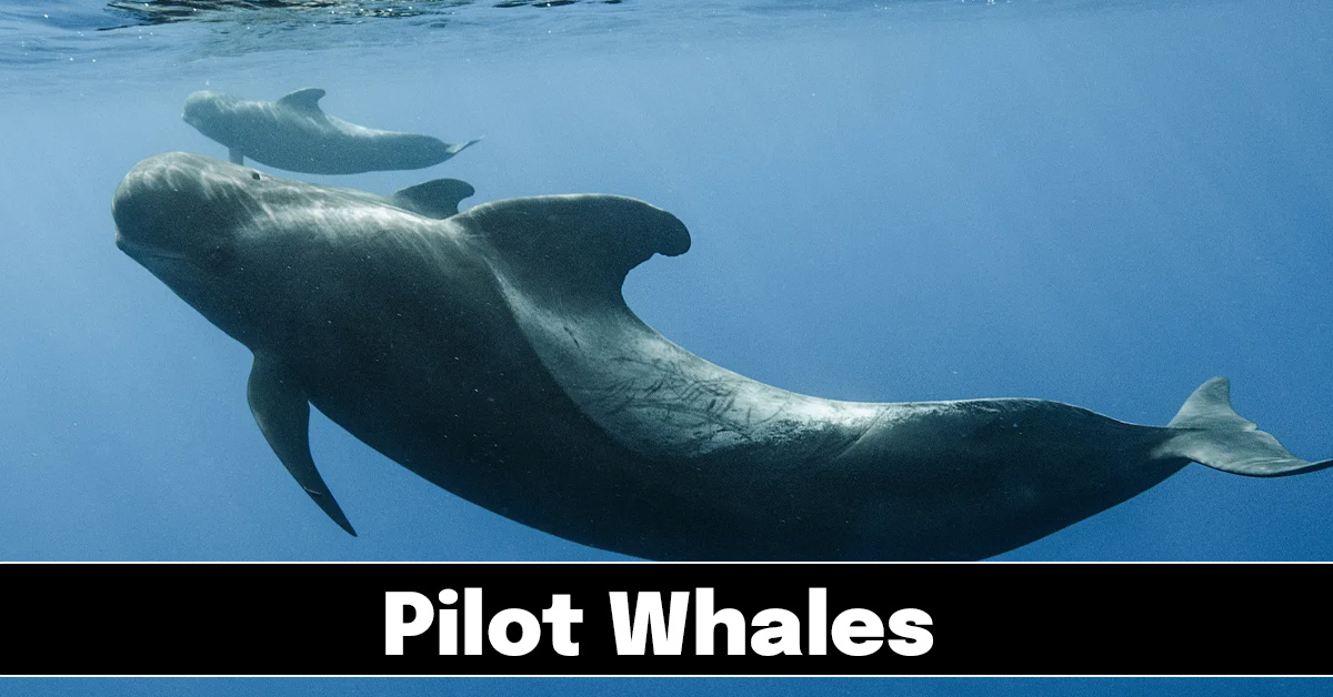 Pilot Whales