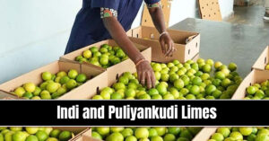 Indi and Puliyankudi Limes