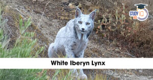 white Iberian lynx