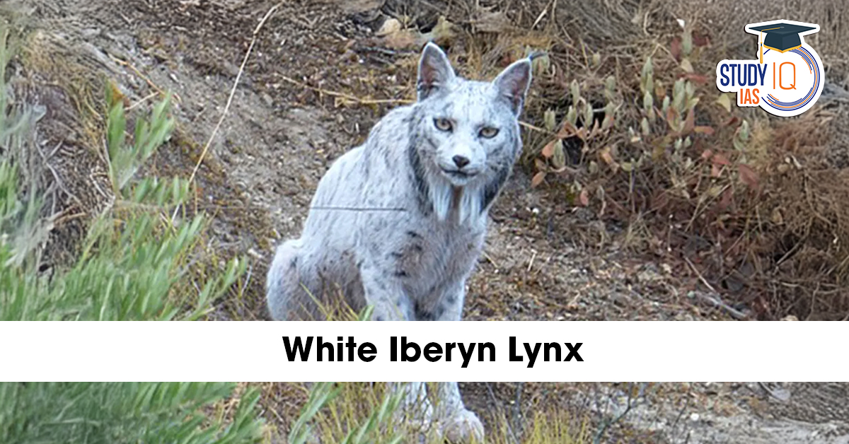 white Iberian lynx