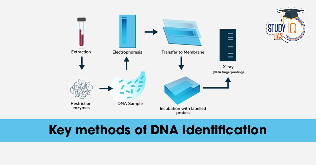 Key Methods of DNA Identification