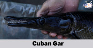 Cuban gar