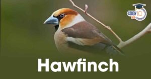 Rare Hawfinch Sighting in Corbett National Park 2025: First Confirmed Record in India