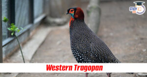 Western Tragopan