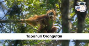 Tapanuli orangutan