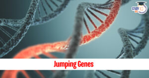 Jumping Genes: The Revolutionary Discovery of Transposons and Their Role in Genetics