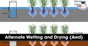 Alternate Wetting and Drying