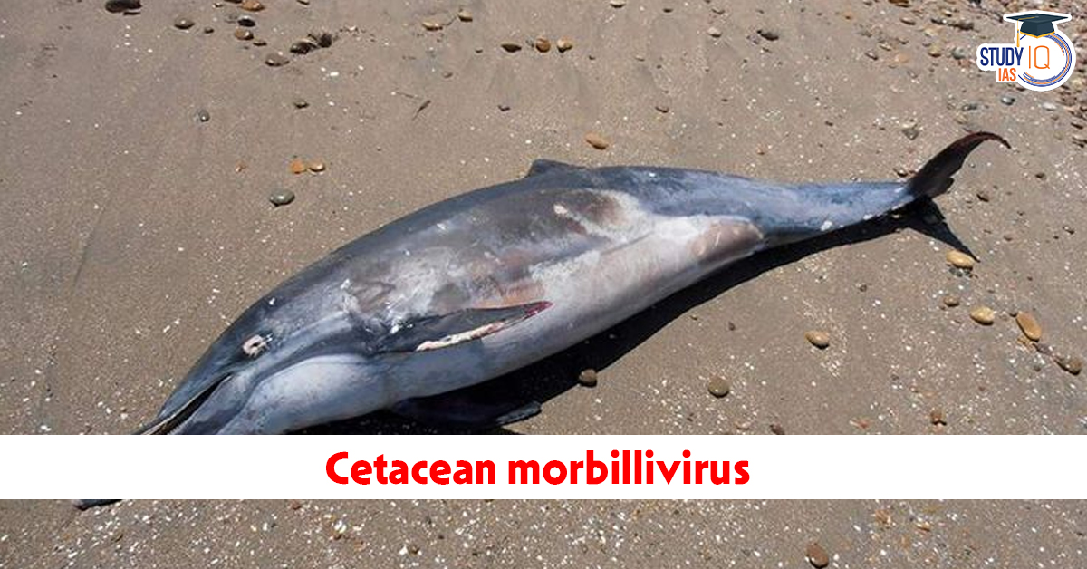 Cetacean morbillivirus