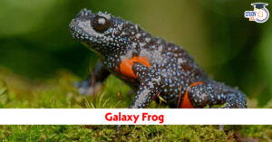 Galaxy Frog