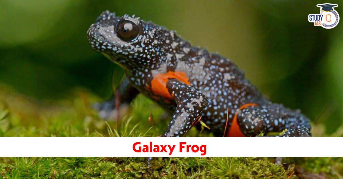 Galaxy Frog