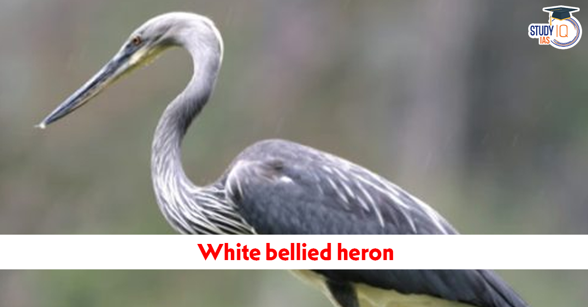 White-bellied Heron
