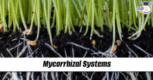 Mycorrhizal systems
