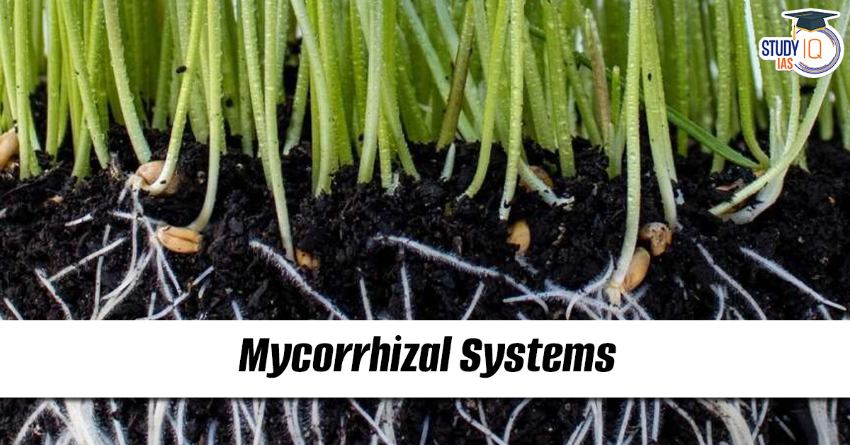 Mycorrhizal systems