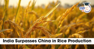 India Surpasses China in Rice Production