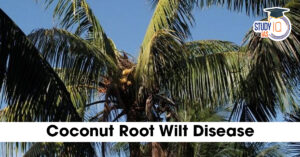Coconut Root Wilt Disease