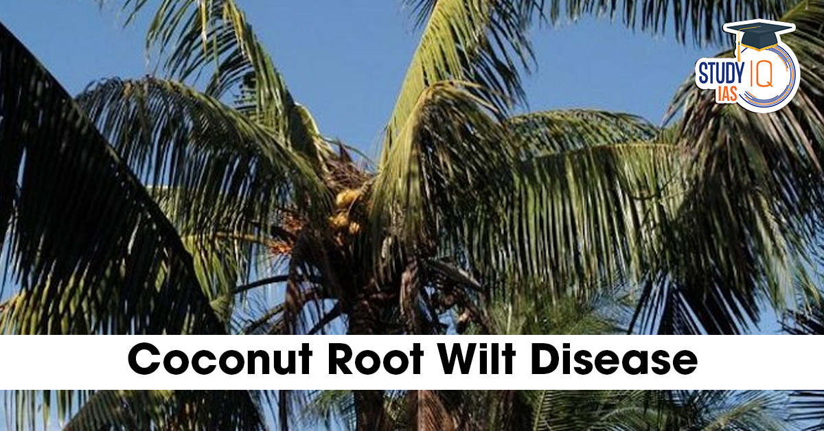 Coconut Root Wilt Disease