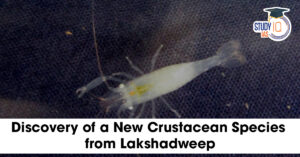Discovery of a New Crustacean Species from Lakshadweep