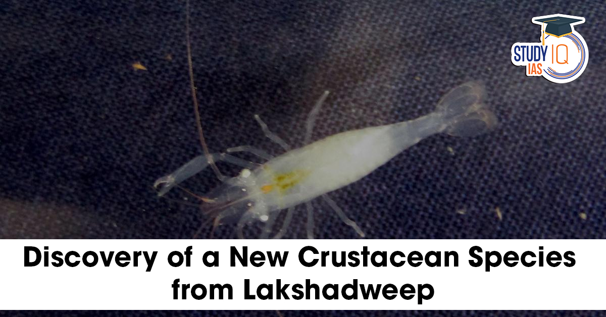 Discovery of a New Crustacean Species from Lakshadweep
