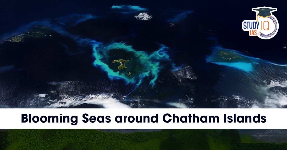 Blooming seas around Chatham Islands
