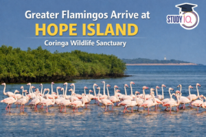 Greater Flamingos