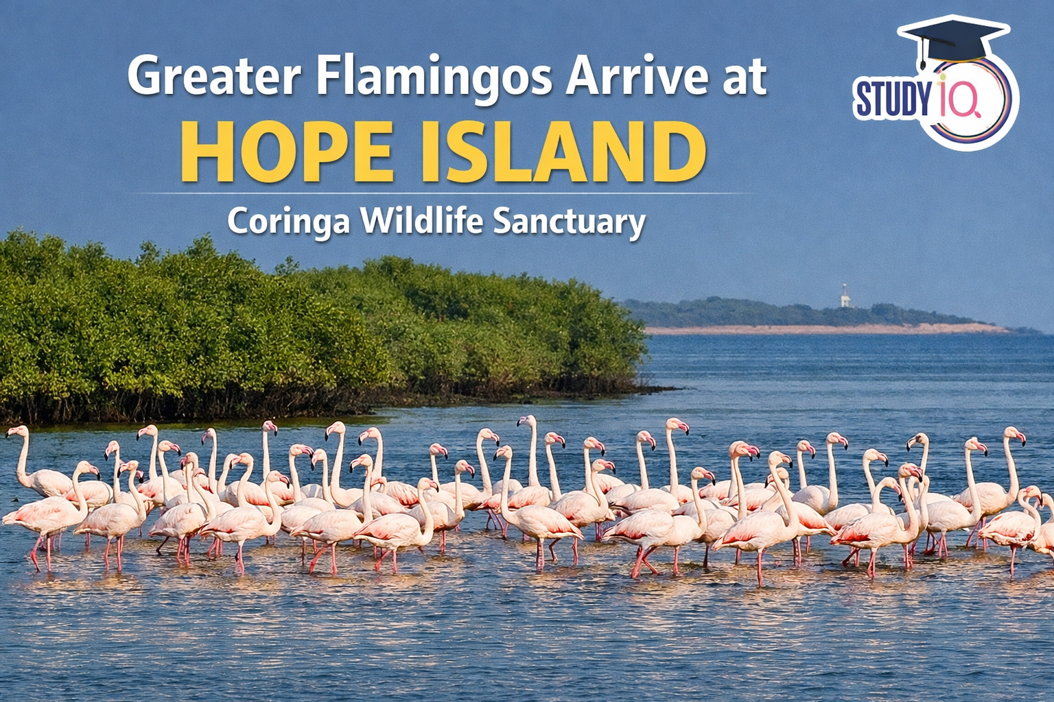 Greater Flamingos