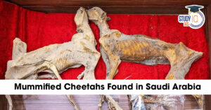 Mummified Cheetahs Found in Saudi Arabia: What It Means for Evolution Studies