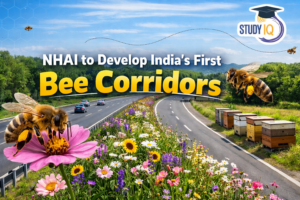 First Bee Corridors