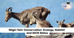 Nilgiri Tahr Conservation