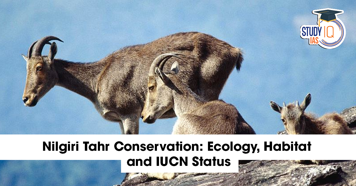 Nilgiri Tahr Conservation