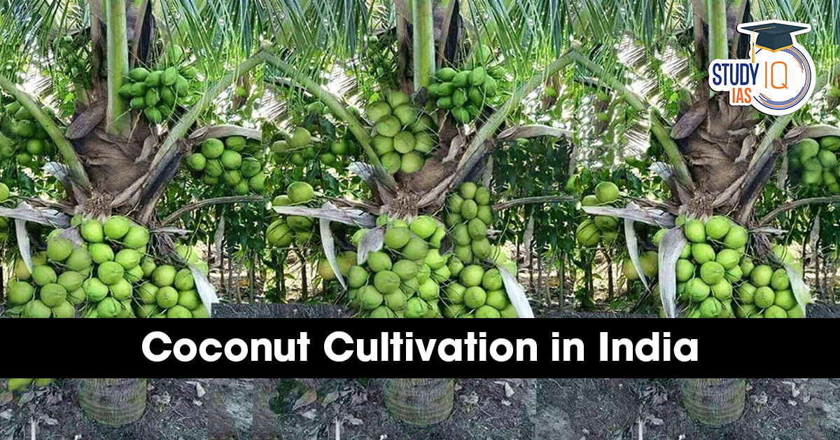 Coconut Cultivation in India