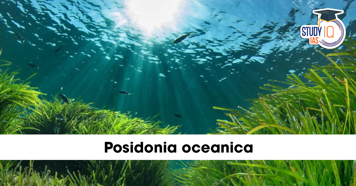 Posidonia oceanica