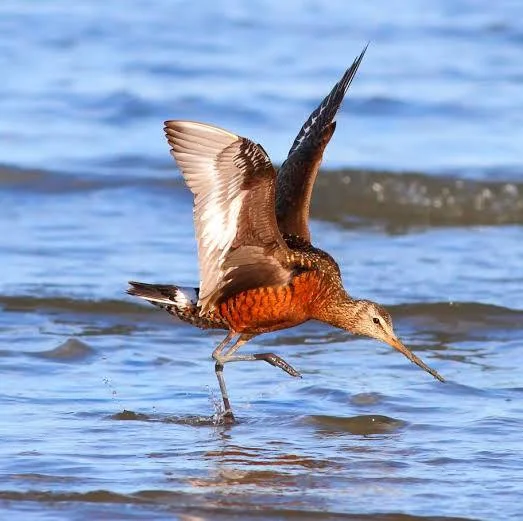 Hudsonian godwit