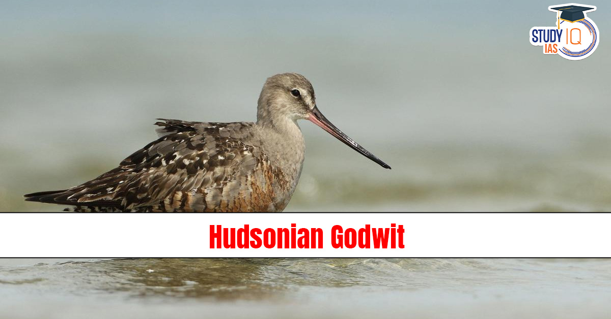 Hudsonian Godwit