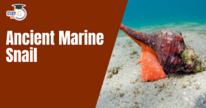 Ancient Marine Snail