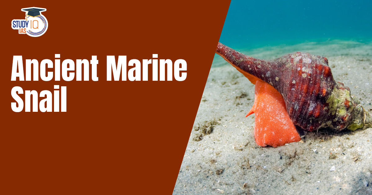 Ancient Marine Snail